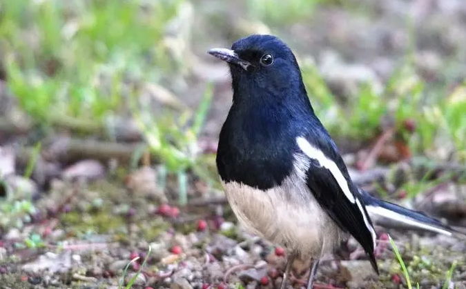 四喜鸟的挑选方法在这里! 四喜鸟的挑选方法在这里!