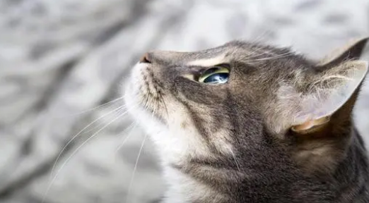 宠物体外驱虫后可以摸它吗?大多数人都做错了 宠物体外驱虫后可以摸它吗?大多数人都做错了