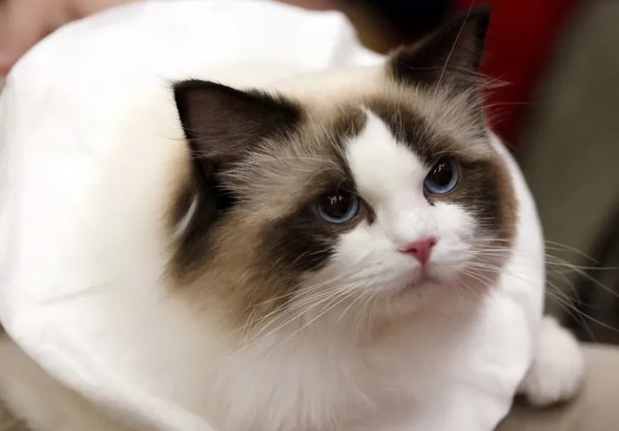 海豹猫好养吗？性格怎么样~