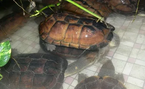 石金钱龟感冒症状是什么?龟友一定要关注 石金钱龟感冒症状是什么?龟友一定要关注