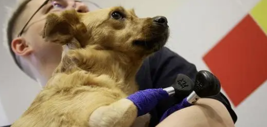 今日科普:狗全身抽搐是什么原因引起的? 今日科普:狗全身抽搐是什么原因引起的?