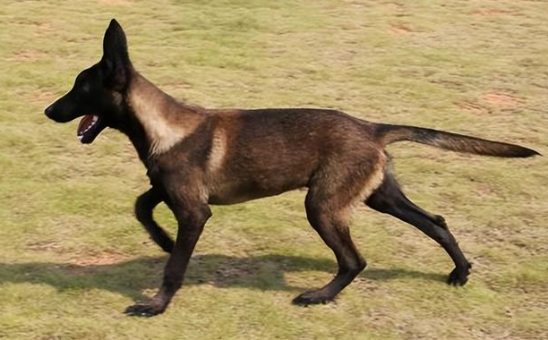 黑马犬是怎么培育出来的？想知道的看过来