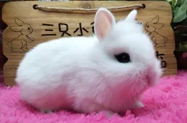 西施兔怎么养？感兴趣来看看吧