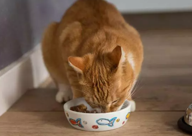 猫粮应该怎么选？猫咪年龄很关键！