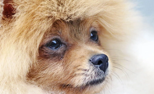 狗狗眼睛里的世界是什么样子的？一起来看看吧