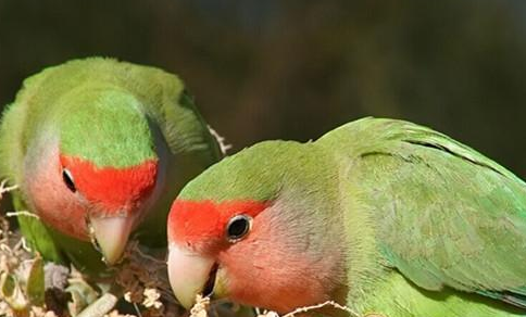 宠物小知识：桃面爱情鹦鹉怎么分公母