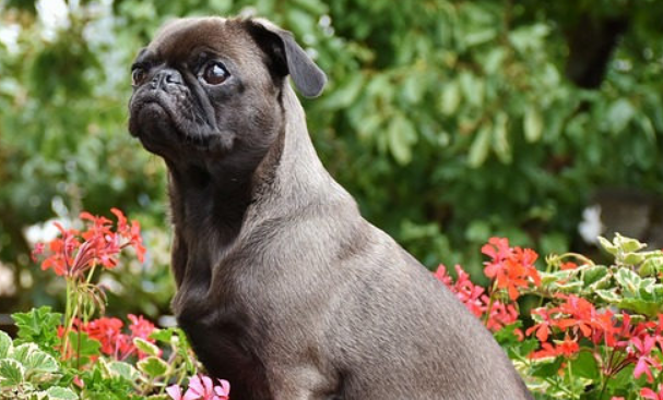 不长毛的狗狗品种都有哪些？快来看