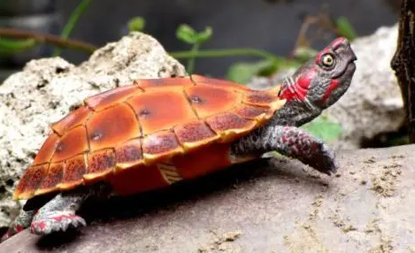 太阳龟为什么不吃东西？原来是这样