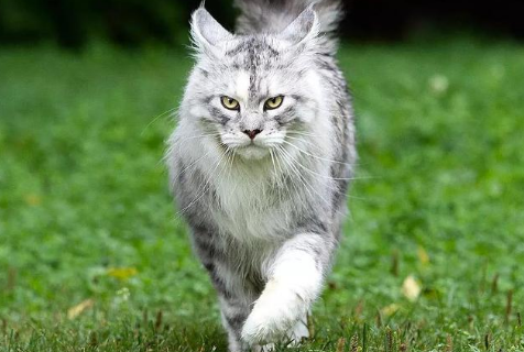 体型最大的猫是什么？想知道的来看看吧