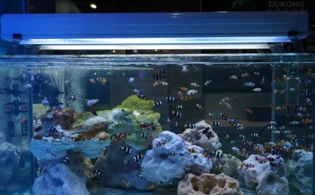 养鱼需要增氧泵吗？什么样的鱼缸更需要？