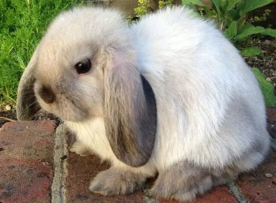 如何养迷你垂耳兔？方法很简单