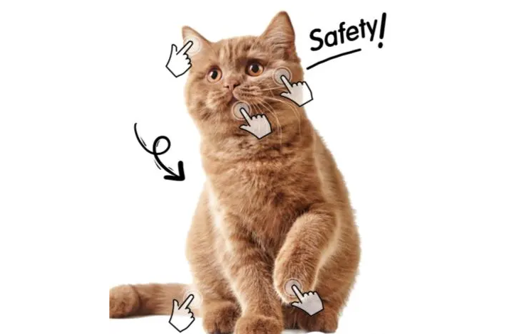 如何给猫洗澡?日常清洁攻略看这篇就够了 如何给猫洗澡?日常清洁攻略看这篇就够了