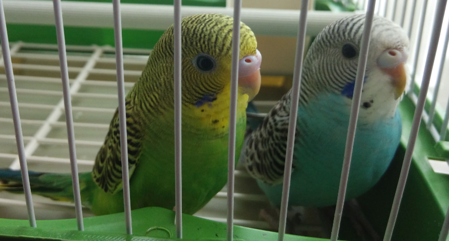 虎皮鹦鹉吃什么快速换毛？一定要知道