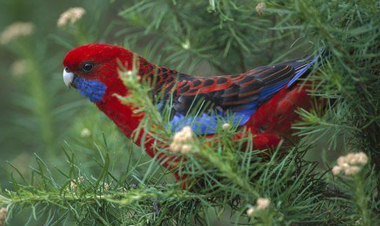 深红玫瑰鹦鹉能说话吗？好奇的话可以来看看~