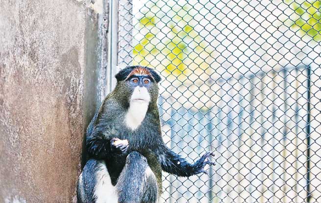 德氏长尾猴何以被冠名“猴界老学究”,让我们一起探索一下吧 德氏长尾猴何以被冠名“猴界老学究”,让我们一起探索一下吧