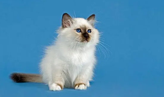 猫用爪子摸你脸代表什么？快来了解