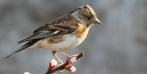燕雀是什么鸟？来看看科普吧！