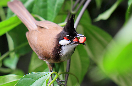 红耳鹎是吉祥鸟吗?不清楚的,来了解下 红耳鹎是吉祥鸟吗?不清楚的,来了解下