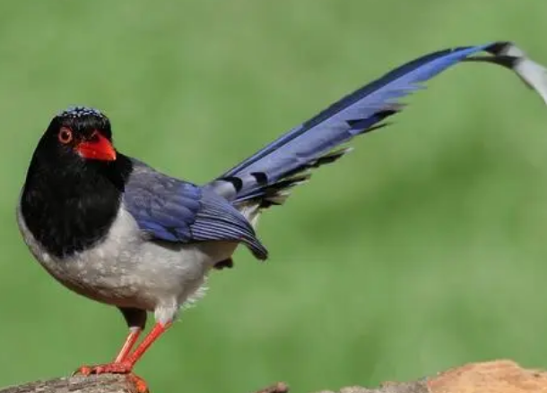 红嘴蓝鹊凶吗?想了解的来看看吧 红嘴蓝鹊凶吗?想了解的来看看吧