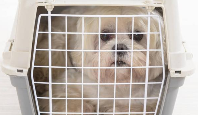 狗用航空箱有什么类型