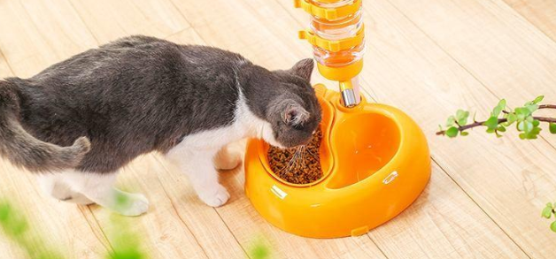 号称解放铲屎官双手的猫咪自动喂食器，到底是不是智商税？