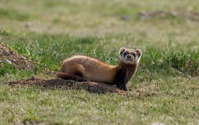 鼬鼠脾气时好时坏?你的饲养方法有问题! 鼬鼠脾气时好时坏?你的饲养方法有问题!