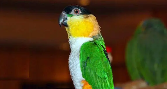黑头凯克鹦鹉怎么养？来了解下吧
