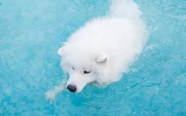 狗狗体外驱虫很简单！一颗咀嚼片就可以