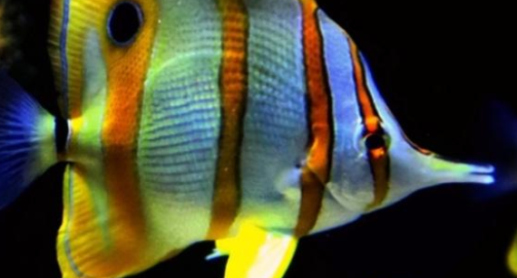 调节鱼缸水质，新手存在这些误区，养鱼高手帮你纠正