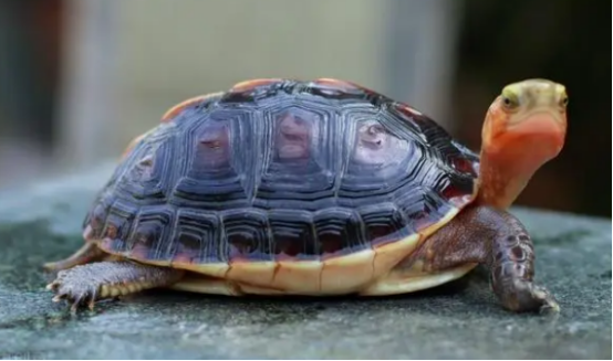 锯缘龟可以和黄缘龟混养吗？购买前一定要知道！