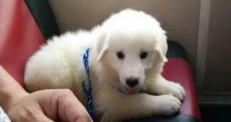 白色的大狗叫什么名字？我告诉你！