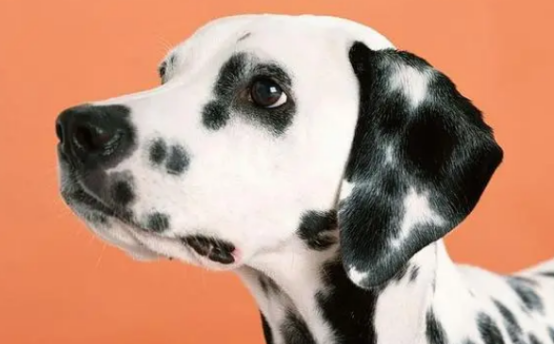 狗狗皮肤上有黑色斑块，看看是什么原因引起的