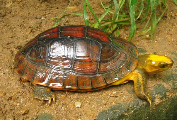 金头闭壳龟是保护动物吗？是的！