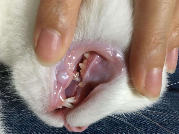 铲屎官请注意！你知道小猫几个月换牙吗？