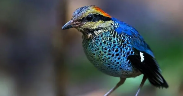 如何分辨蓝翅八色鸫的雌雄?其实很简单! 如何分辨蓝翅八色鸫的雌雄?其实很简单!