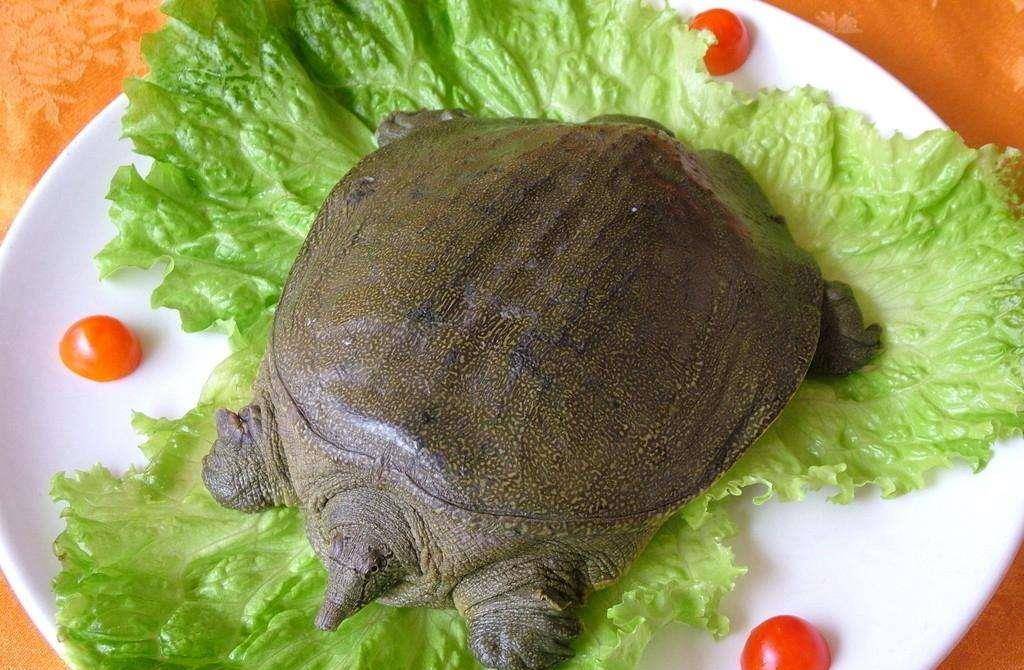 黄河鳖:黄河里全身是宝的珍贵药材 黄河鳖:黄河里全身是宝的珍贵药材