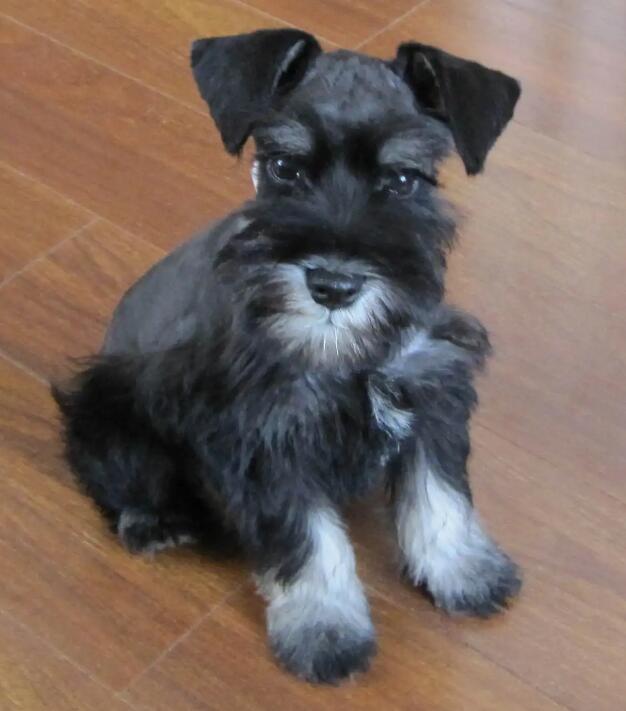 “大胡子”雪纳瑞的身世，竟然这么离奇！