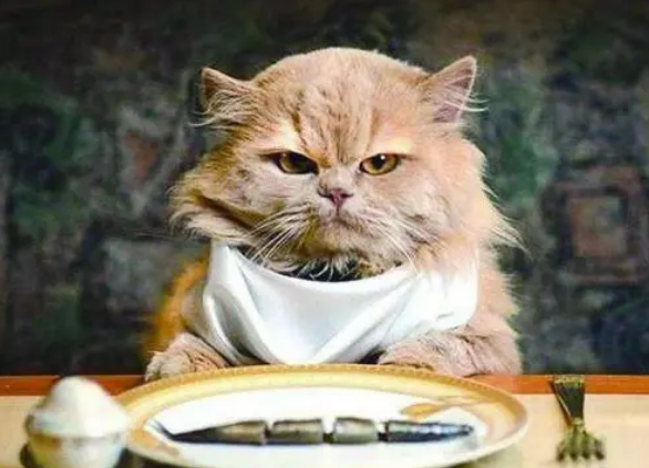 营养膏对猫咪的身体到底有什么作用？每只猫咪都可以天天吃吗？