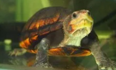 蔗林龟深水养还是浅水养？快来看看这篇文章吧！