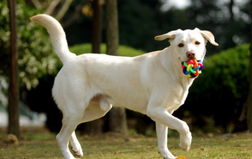 拉布拉多能当警犬吗？说出来你可能不信！