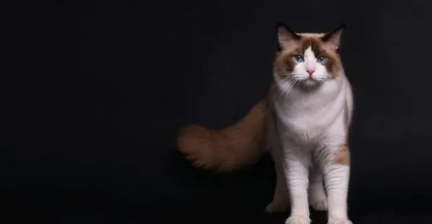 什么情况下需要给猫咪换粮呢？一起了解一下~