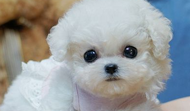 给比熊犬使用驱虫剂的要点，都来看看吧