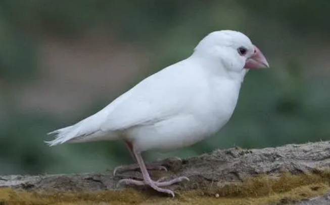 萌宠小知识:白文鸟为什么怕人? 萌宠小知识:白文鸟为什么怕人?