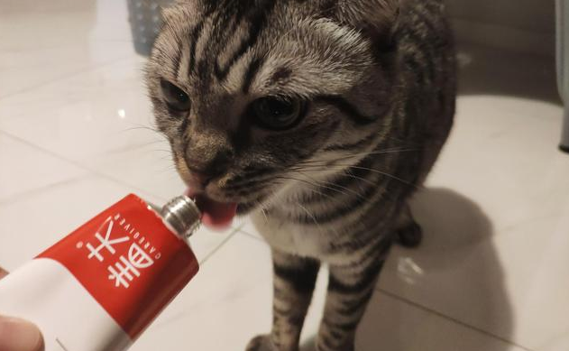 盖夫营养膏体验，适口性不错