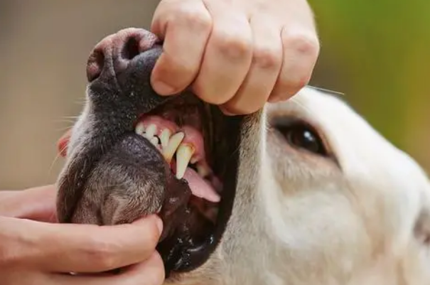 image.png狗狗不爱刷牙怎么办？有其他方法洁齿吗？这三种方法简单有效