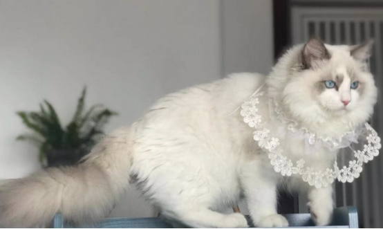 布偶猫N血和R血有啥区别？新手小白有必要认知一下~