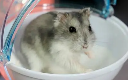 仓鼠能喝牛奶吗？来看看这篇文章吧