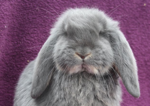 美国长毛垂耳兔性格咋样?快来了解一下! 美国长毛垂耳兔性格咋样?快来了解一下!