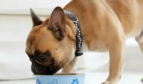 为什么要给狗狗长期喝羊奶粉？原来有这么多科学依据