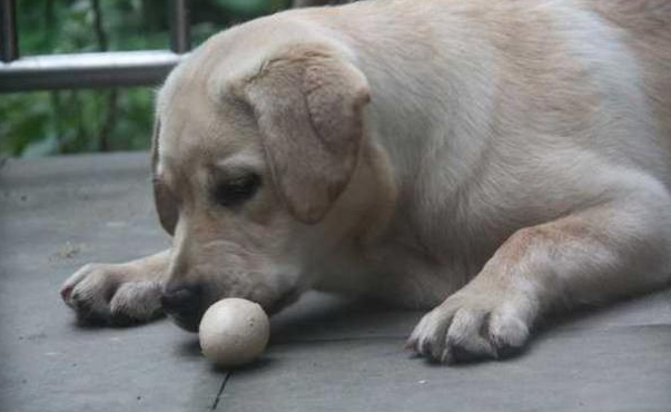 狗能吃蛋白吗？一起来了解一下